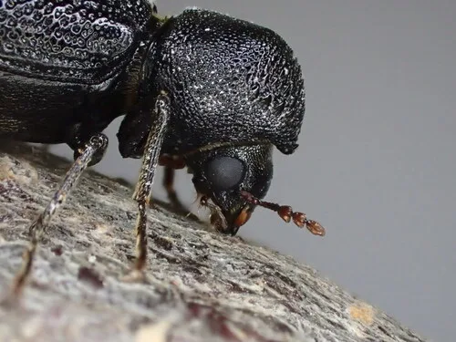 Twig borers