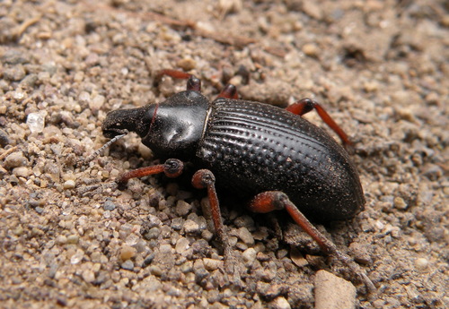 Ulluco Weevil