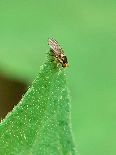Vegetable Leafminer
