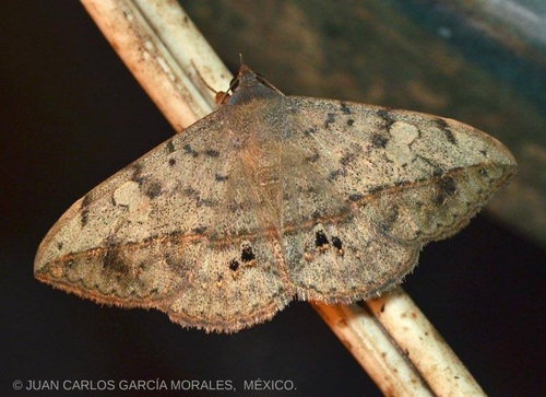 Velvetbean Caterpillar