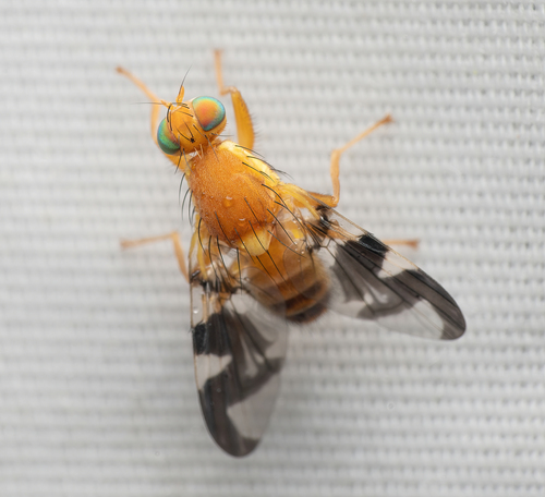 Walnut Husk Fly