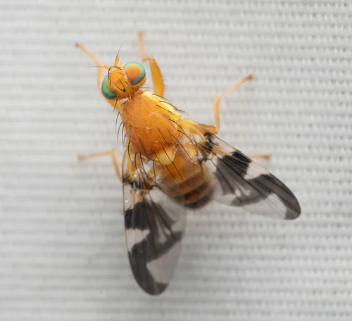 Walnut Husk Fly