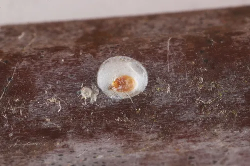 White peach scale