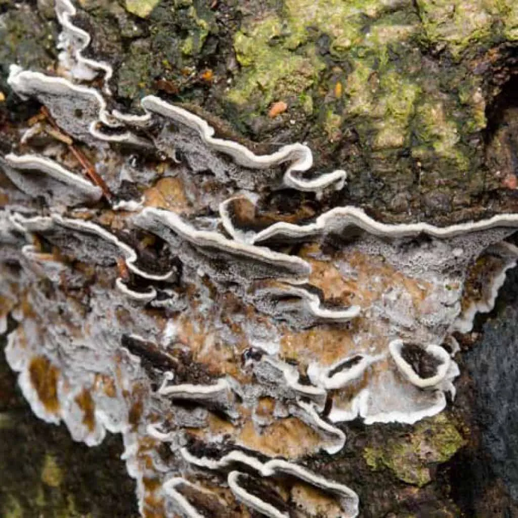 White Rot