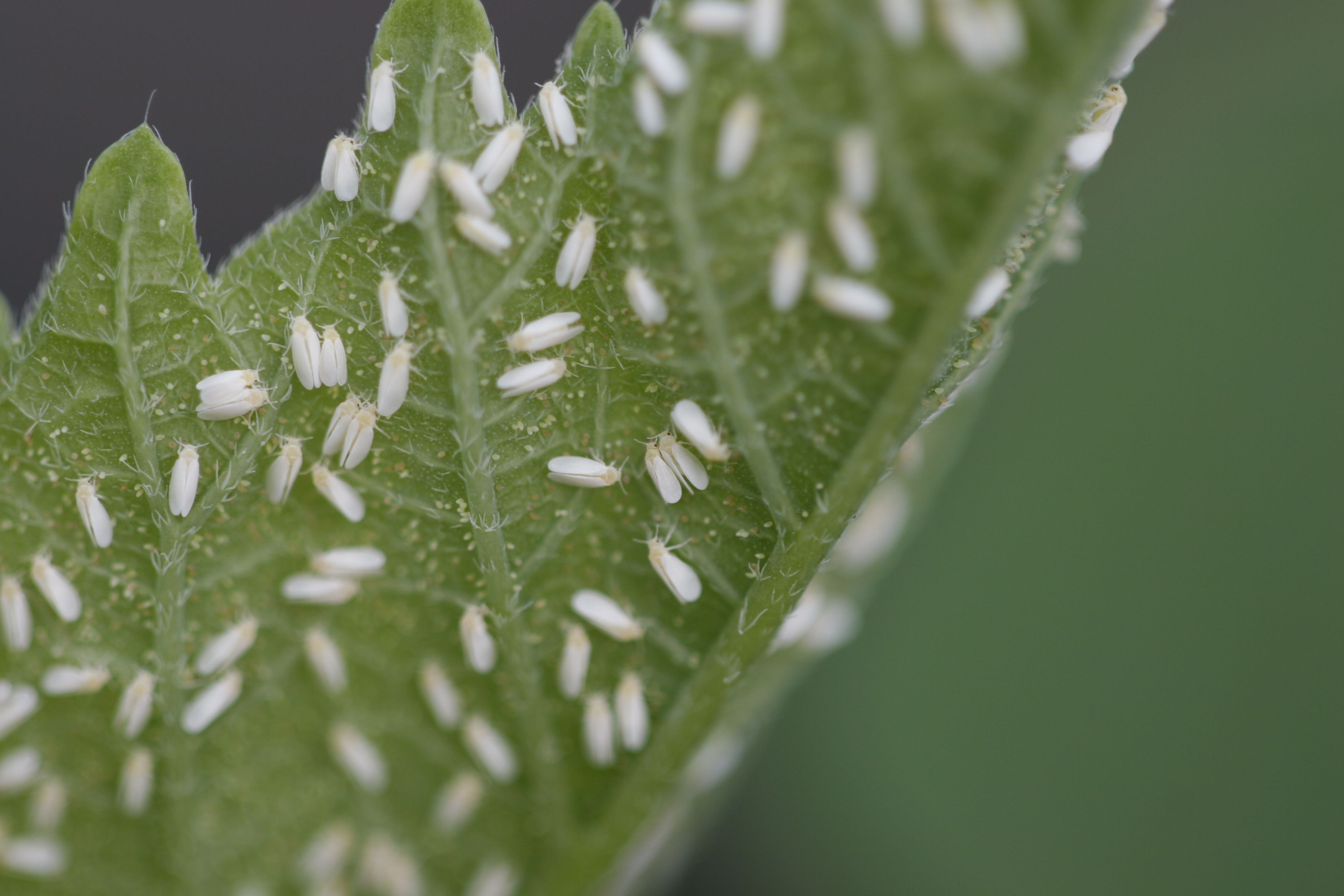 Whiteflies