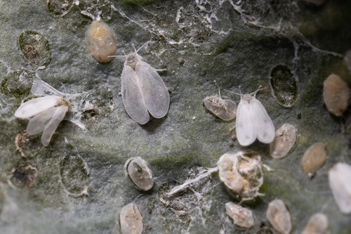 Banded Winged Whitefly