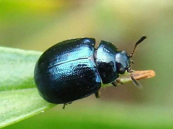Willow Beetles