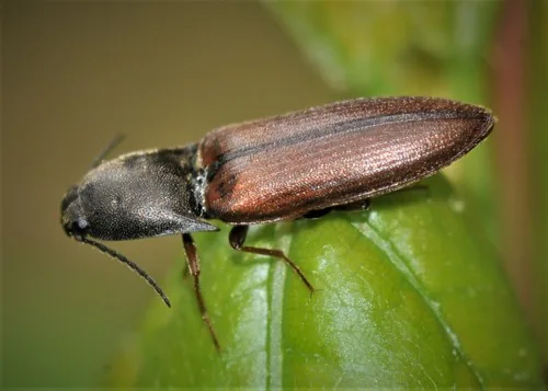 Wireworm