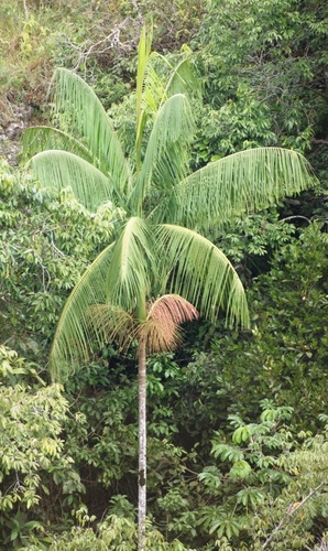 Açaí Palm