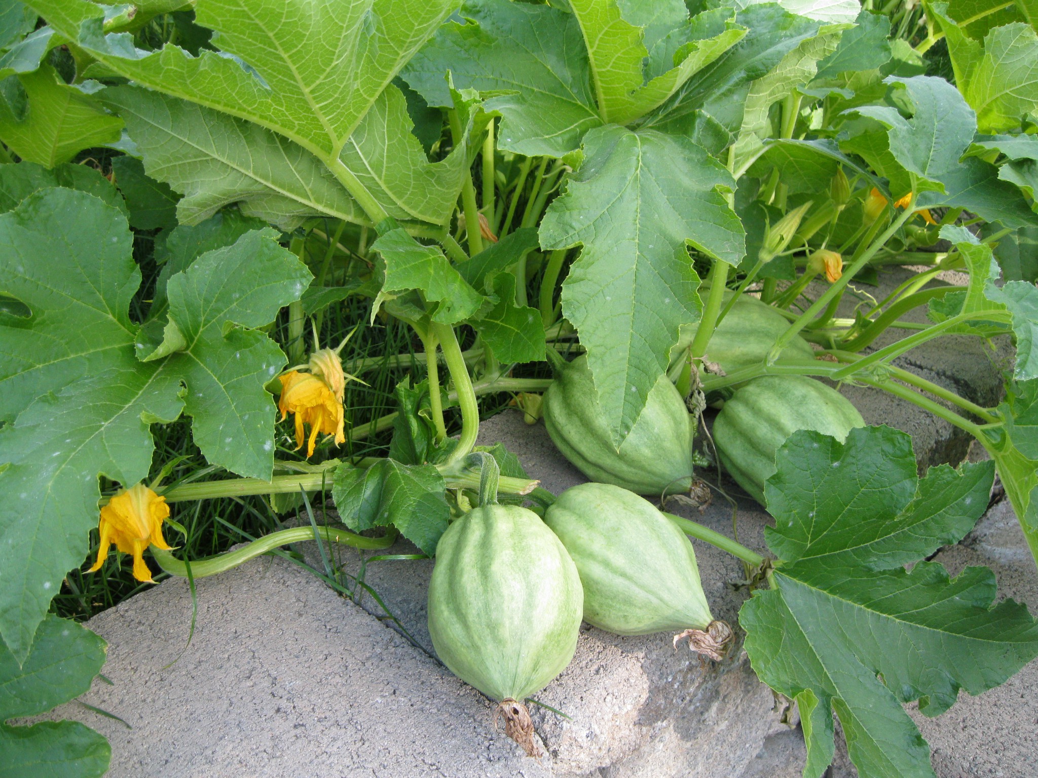 Acorn Squash