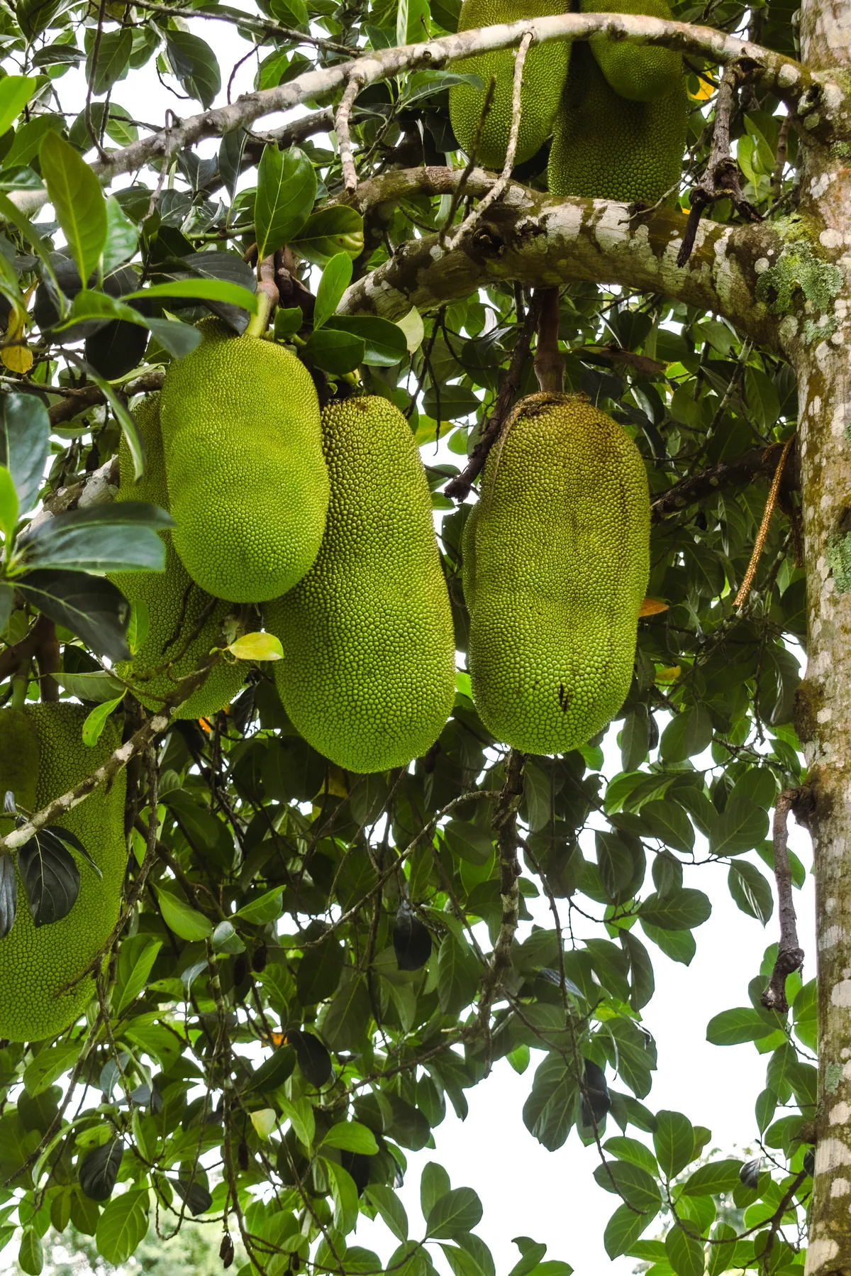 African Breadfruit
