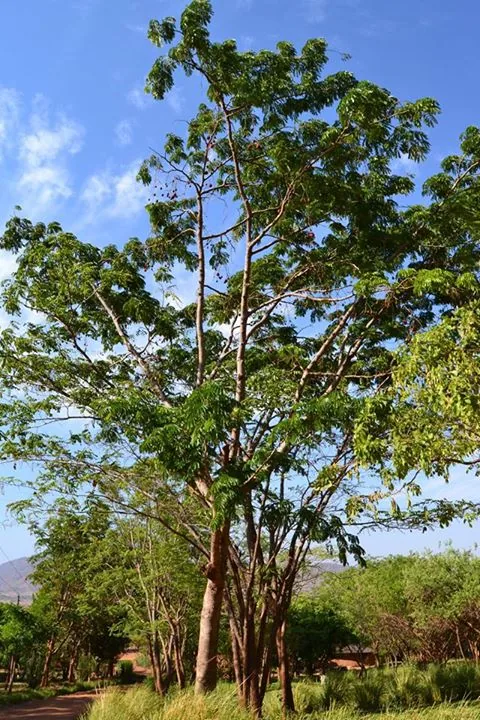 African Locust Bean