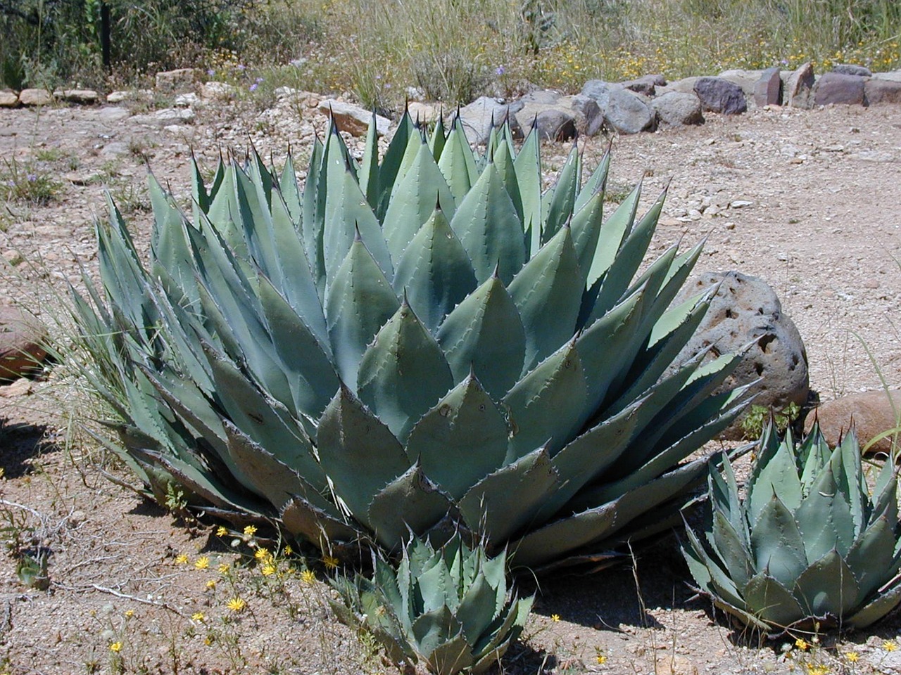 Agave