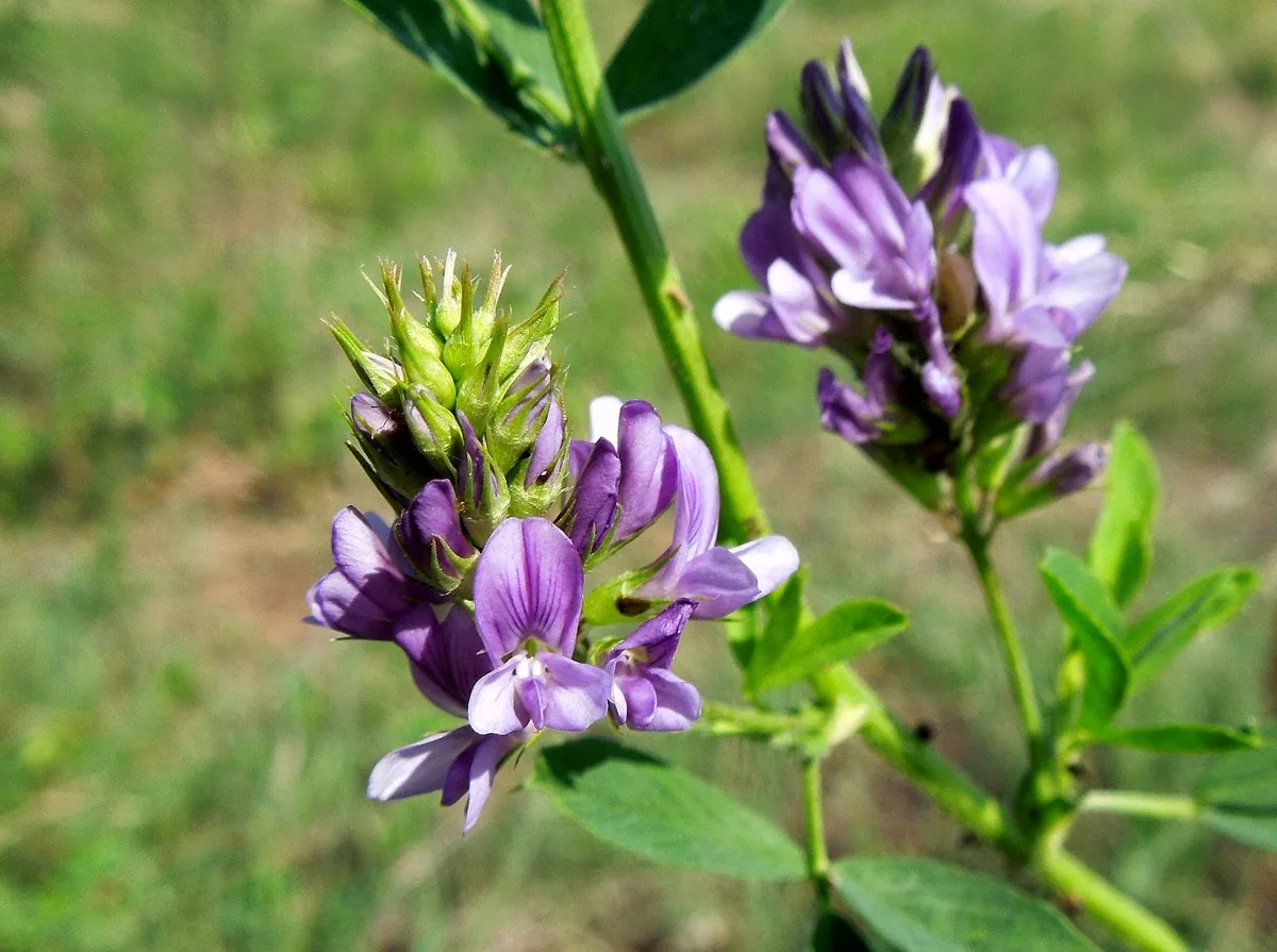 Alfalfa