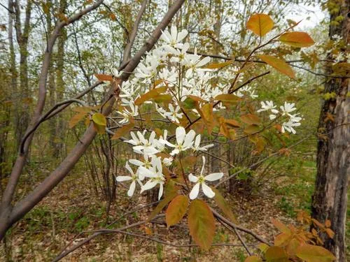 Allegheny Serviceberry