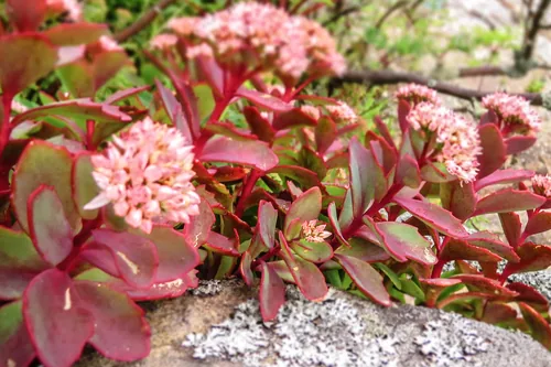 Allegheny Stonecrop