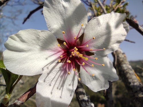 Almond Tree