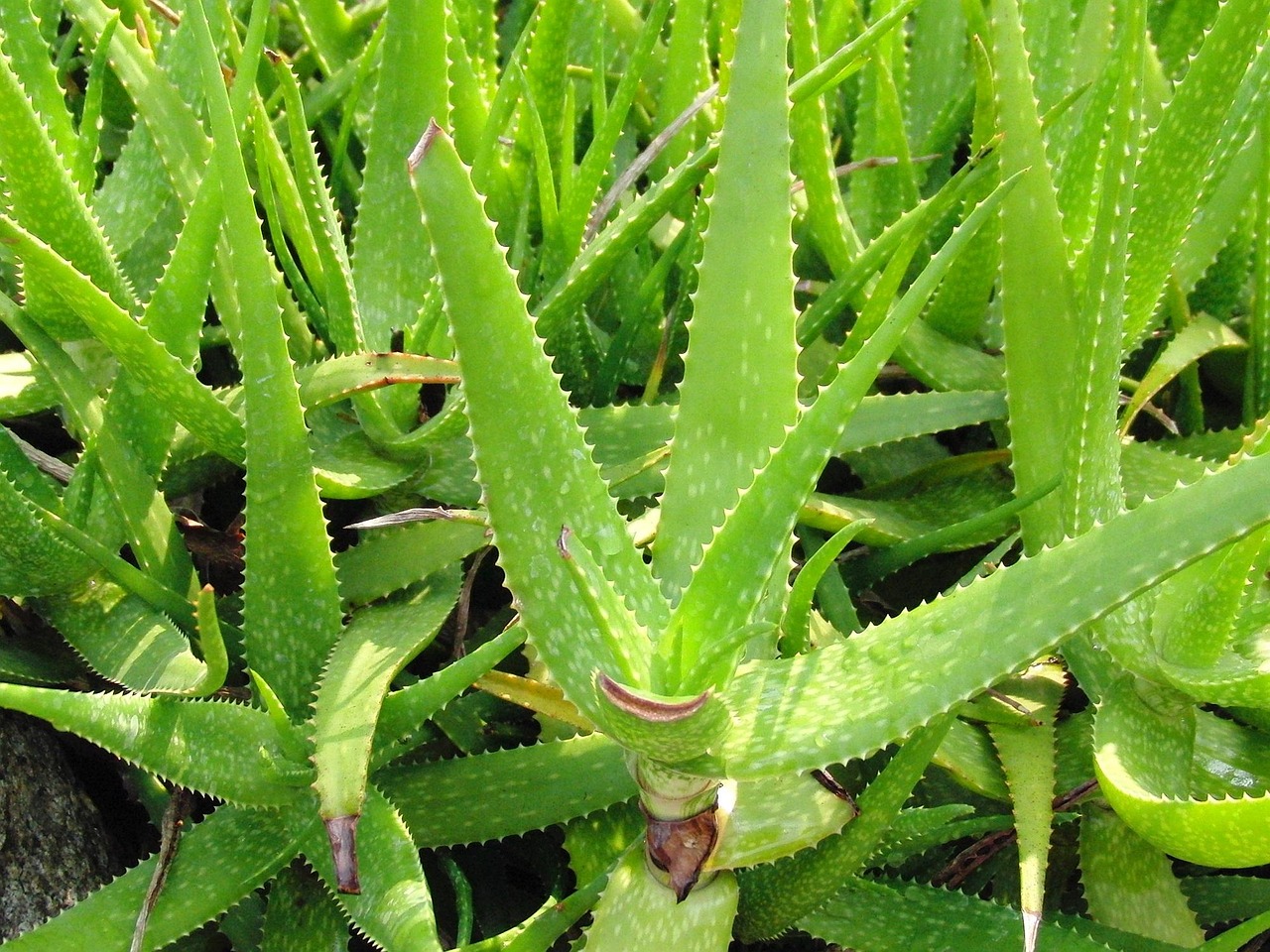 Aloe