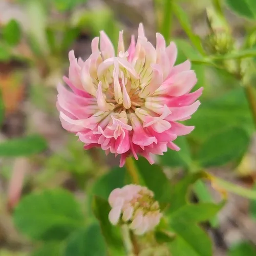 Alsike Clover