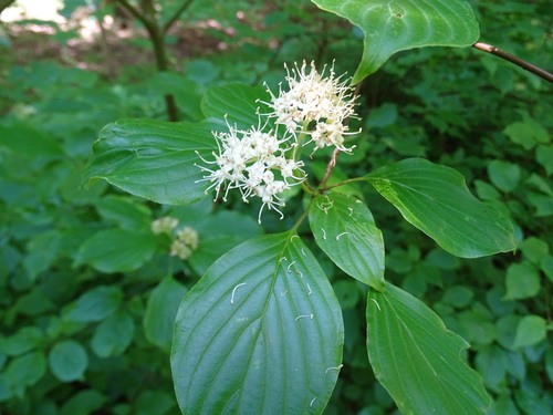 Alternate-leaf Dogwood