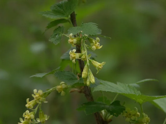 American Black Currant