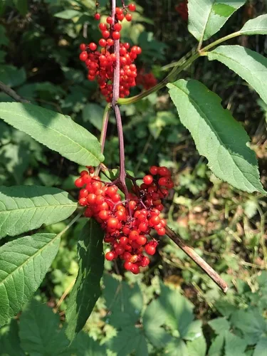 American Elderberry