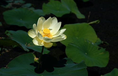 American Lotus