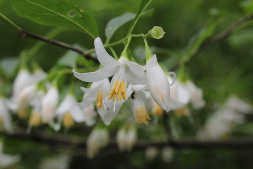 American Snowbell