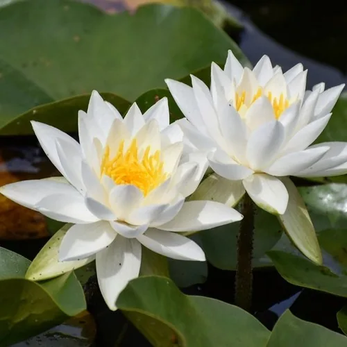 American Waterlily