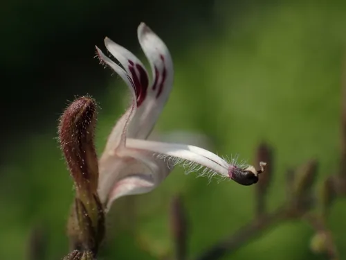 Andrographis