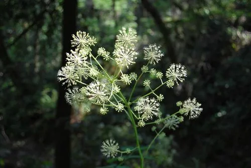 Angelica