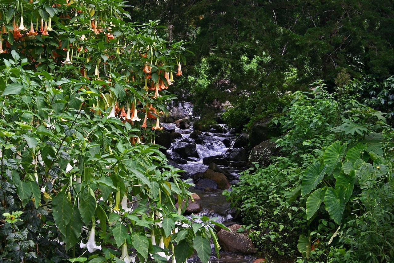 Angel's Trumpet