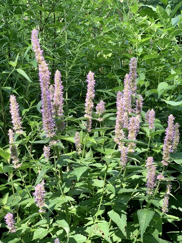 Anise Hyssop