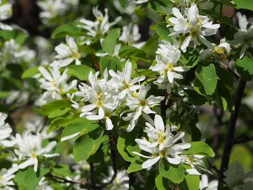 Aronia