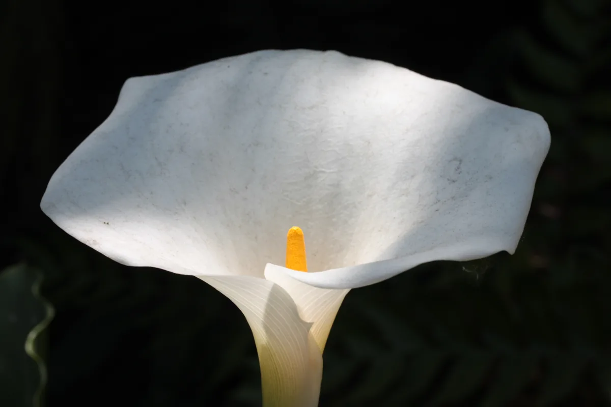 Arrow Arum