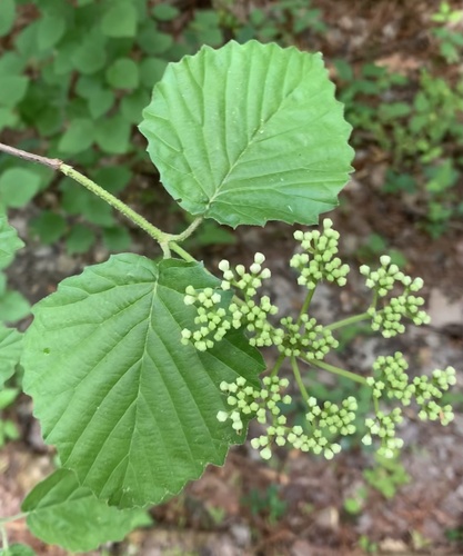 Arrowwood Viburnum