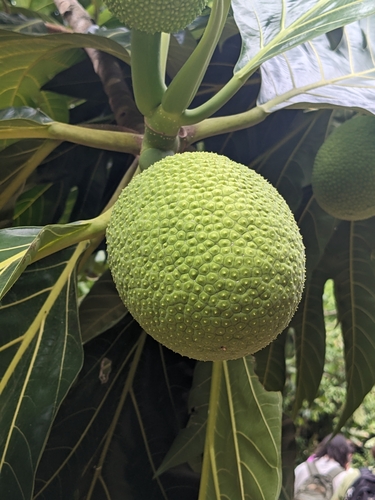 Artocarpus species