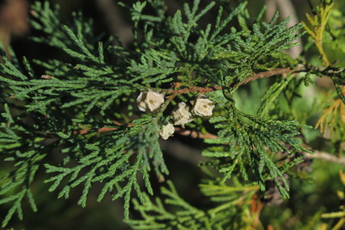 Atlantic White Cedar