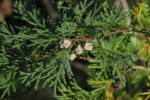 Atlantic White Cedar
