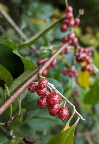 Autumn Olive