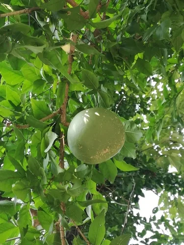 Bael Fruit