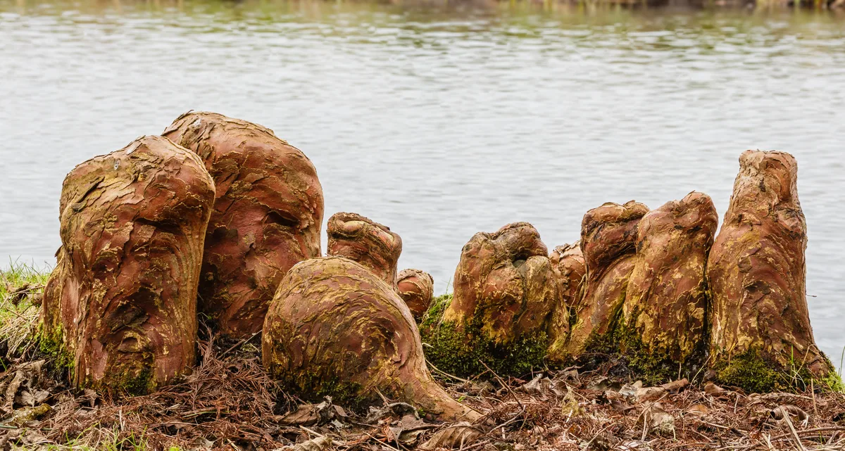 Bald Cypress