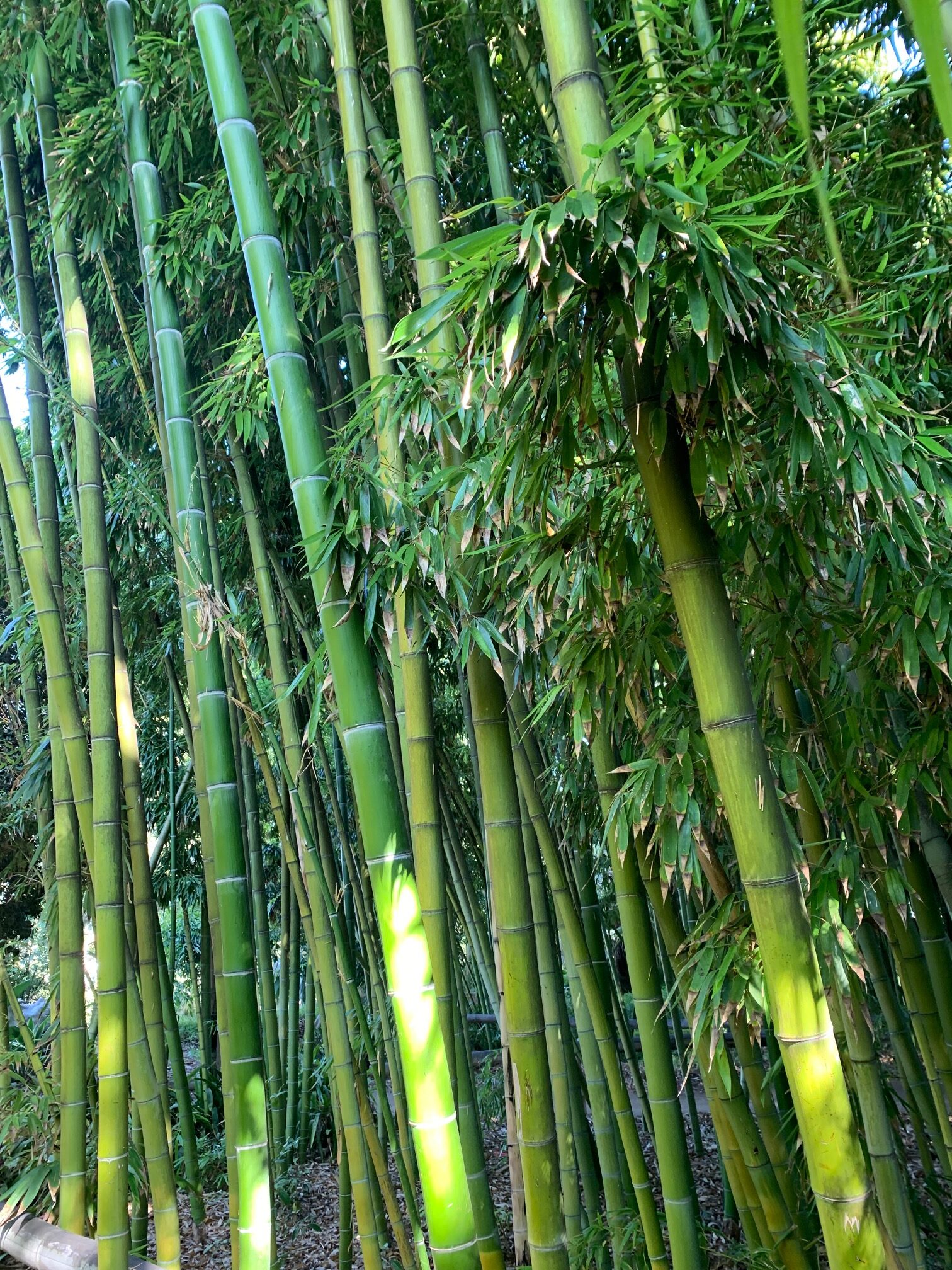 Bamboo