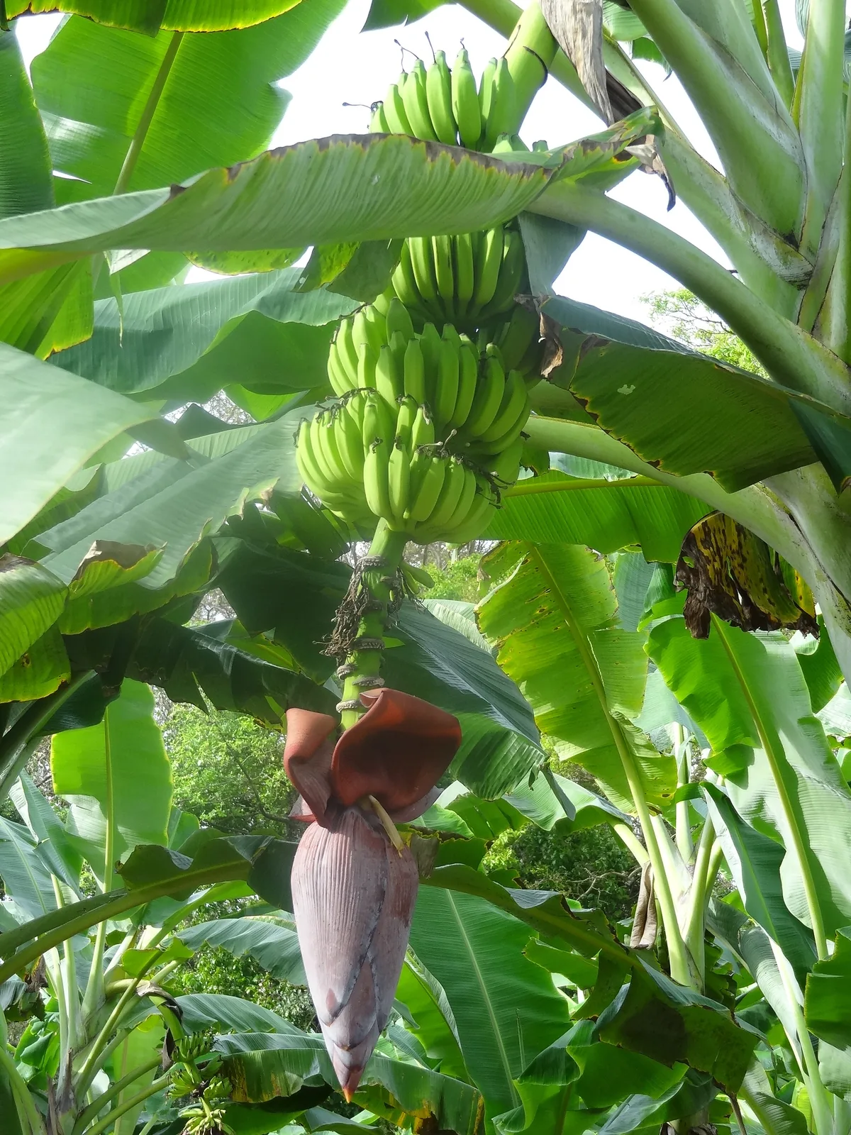 Banana