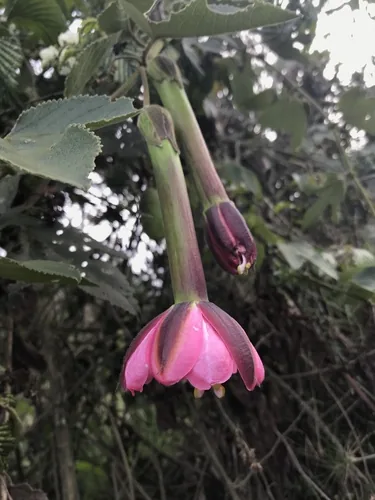 Banana Passionfruit