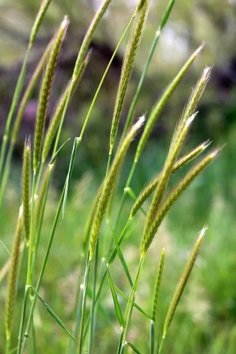 Barley