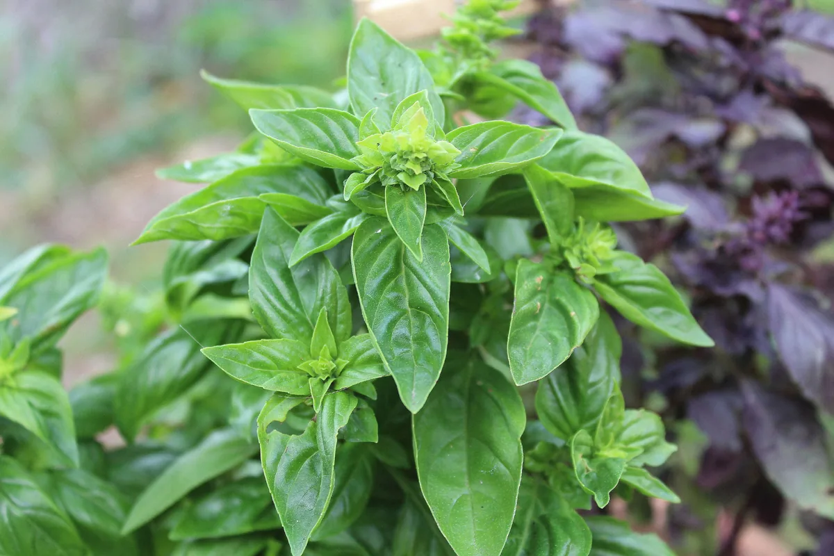 Basil