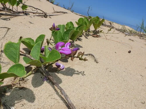 Beach Bean