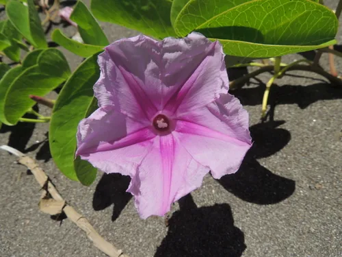 Beach Morning Glory