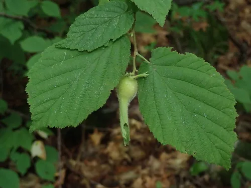 Beaked Hazelnut